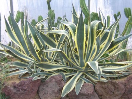 American Aloe - Agave americana - агава американская (американское алоэ)
